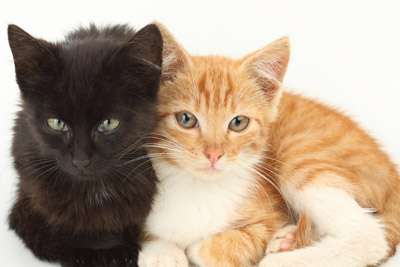 Sterilizzazione gatti randagi Sterilizzazione gatti randagi