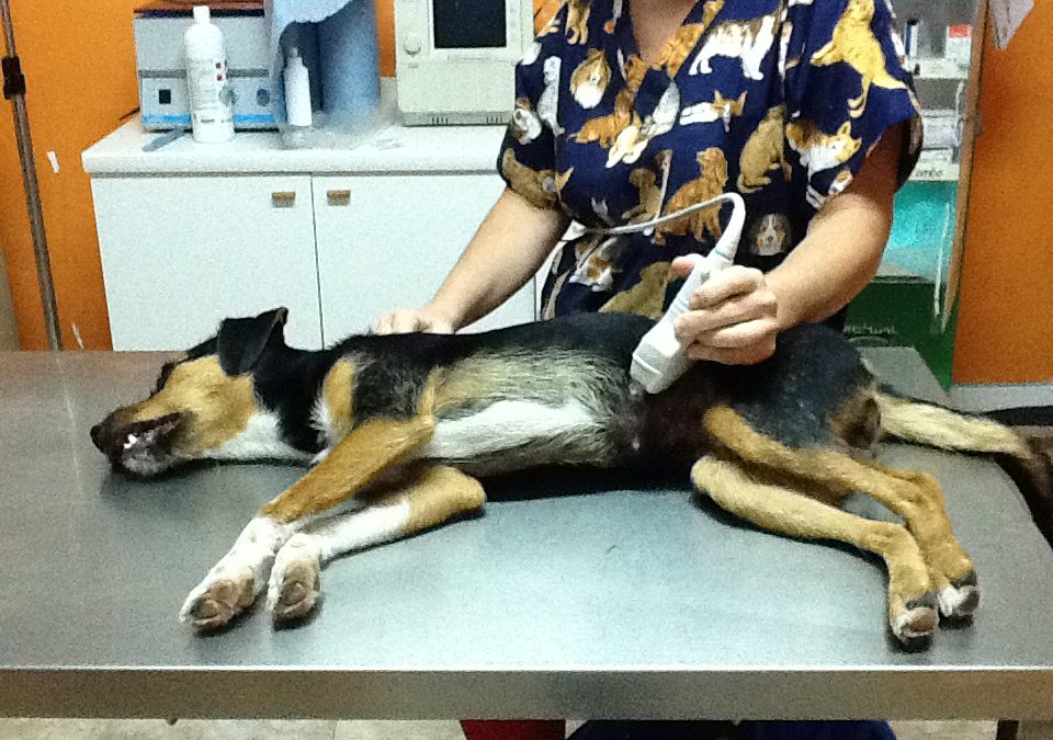 Cagnolina curata dall'ambulatorio veterinario di Loreto