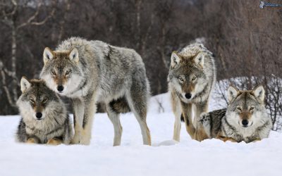 INDAGINE SULLA PRESENZA DI LUPI A SPOLTORE