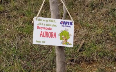 L’AVIS DI COLLECORVINO PIANTA UN ALBERO PER OGNI BAMBINO NATO NELL’ANNO 2020